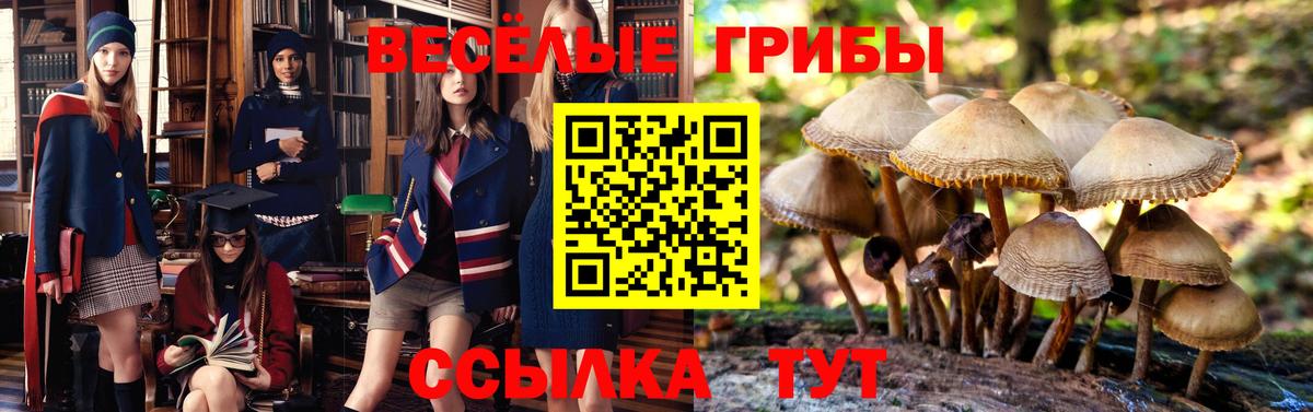 Нововоронеж  как найти закладки  Вход с VPN  Псилоцибиновые грибы Psilocybe 